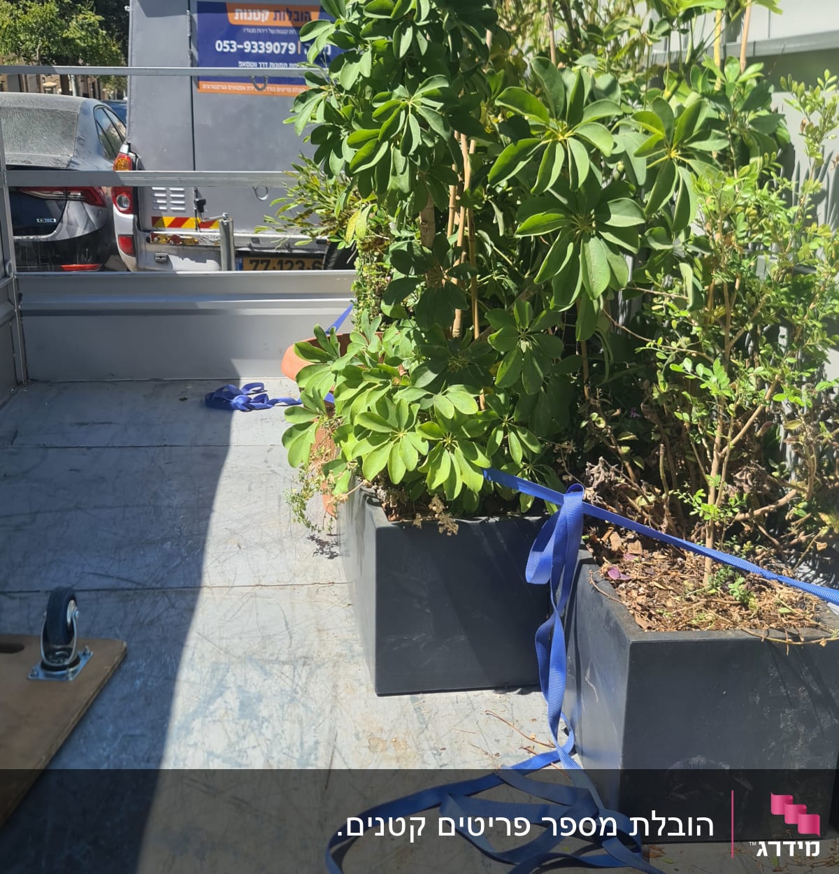 צמחים בעציצים על משטח עם רצועות קשירה כחולות